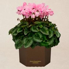 生花 シクラメン「あげはピンクフレーム」