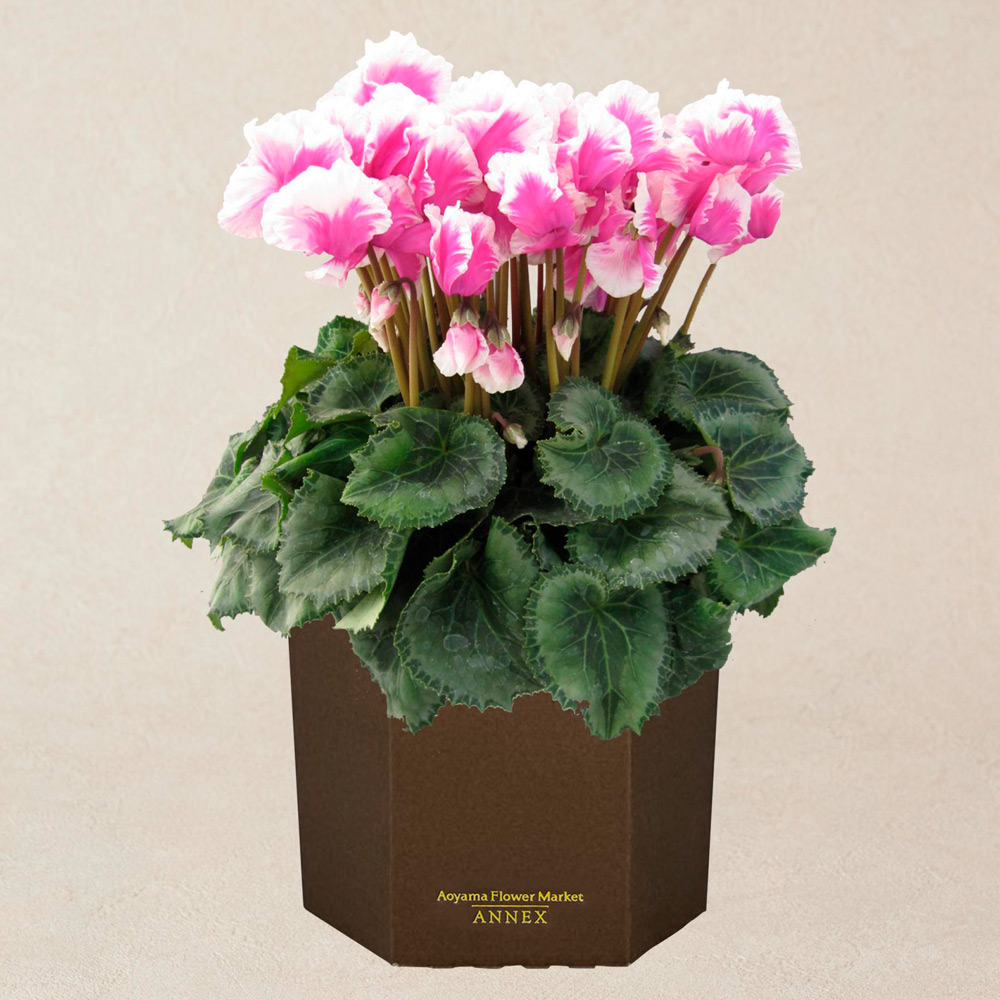 生花 シクラメン「ひらりむらさきバイカラー」