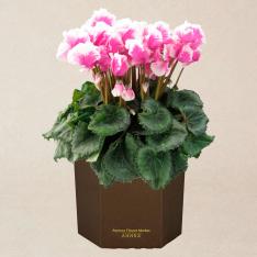 生花 シクラメン「ひらりむらさきバイカラー」