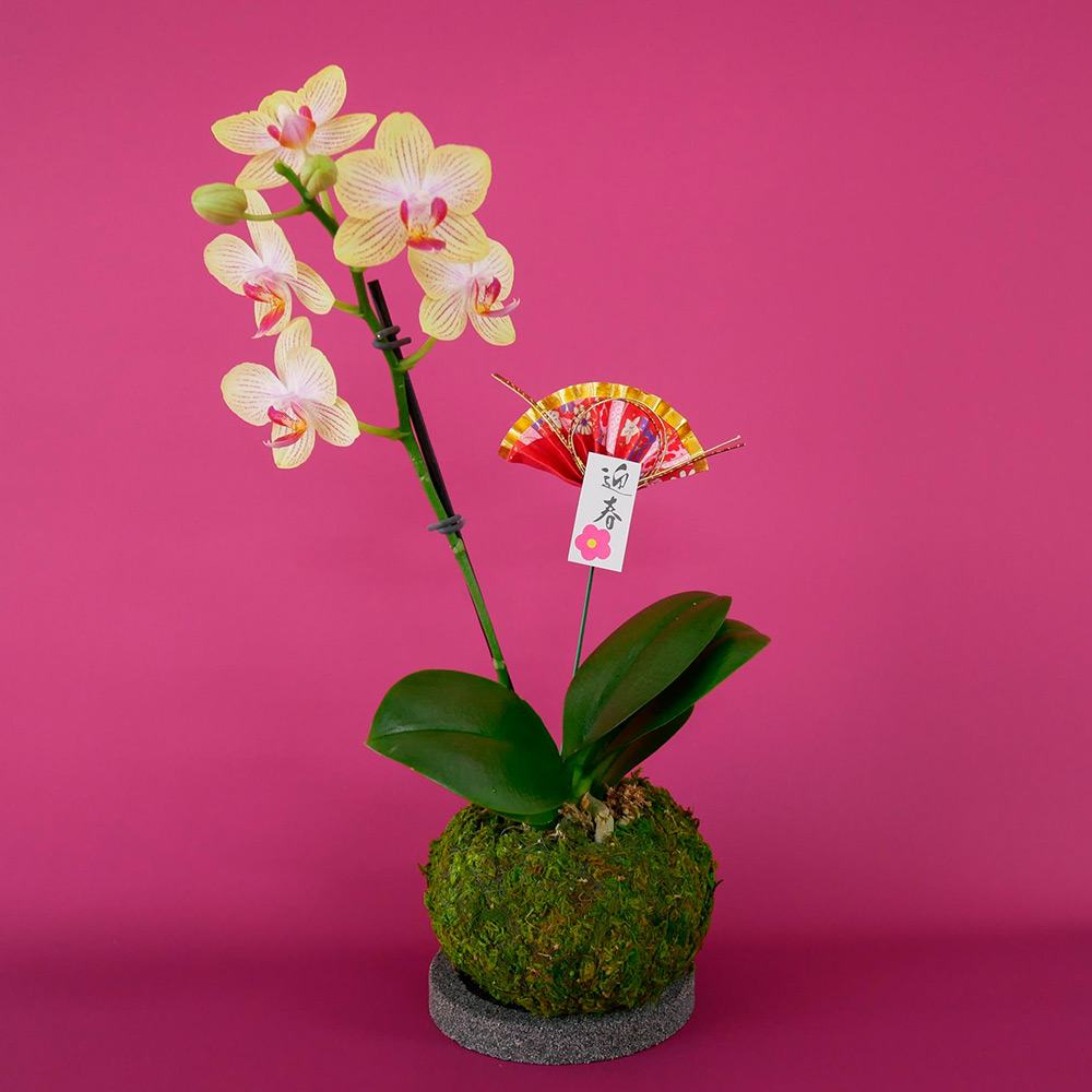 生花 苔玉ミディ胡蝶蘭