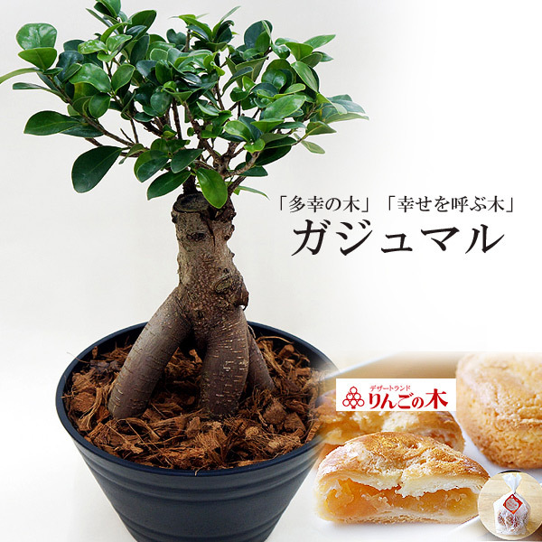 幸福の木ガジュマル スィーツセット 商品詳細 高島屋オンラインストア 幸福の木ガジュマル スィーツセット 商品詳細 高島屋オンラインストア