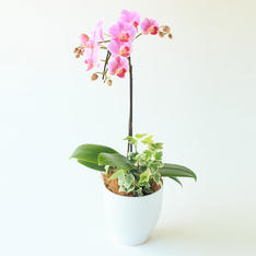 生花胡蝶蘭 4.5号1本立ち観葉寄せ