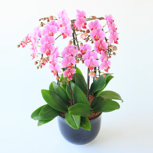 生花胡蝶蘭 ピンク系7号5本立ち 商品詳細 高島屋オンラインストア