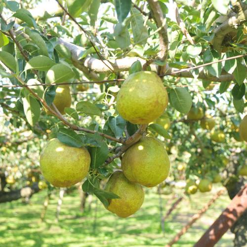 山形県産 ラ・フランス（最適な時期に収穫し、順次発送予定）