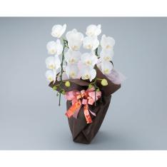 ミディ胡蝶蘭 白 京都西陣織リボン付