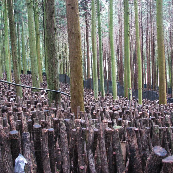 大分県産徳用こうしん椎茸300g 原木栽培 干し椎茸 | 商品詳細 | 高島屋オンラインストア 大分県産徳用こうしん椎茸300g 原木栽培 干し椎茸 | 商品詳細 | 高島屋オンラインストア