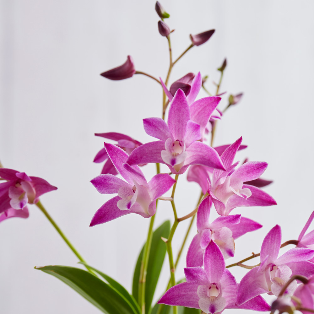 華やかｵｰｷｯﾄﾞ 2月 ｽﾍﾟｼｵｷﾝｷﾞｱﾅﾑ 商品詳細 高島屋オンラインストア