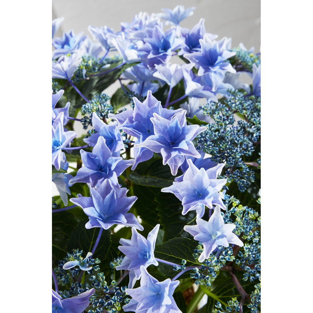 母の日】生花アジサイ「雨のち星」 | 商品詳細 | 高島屋