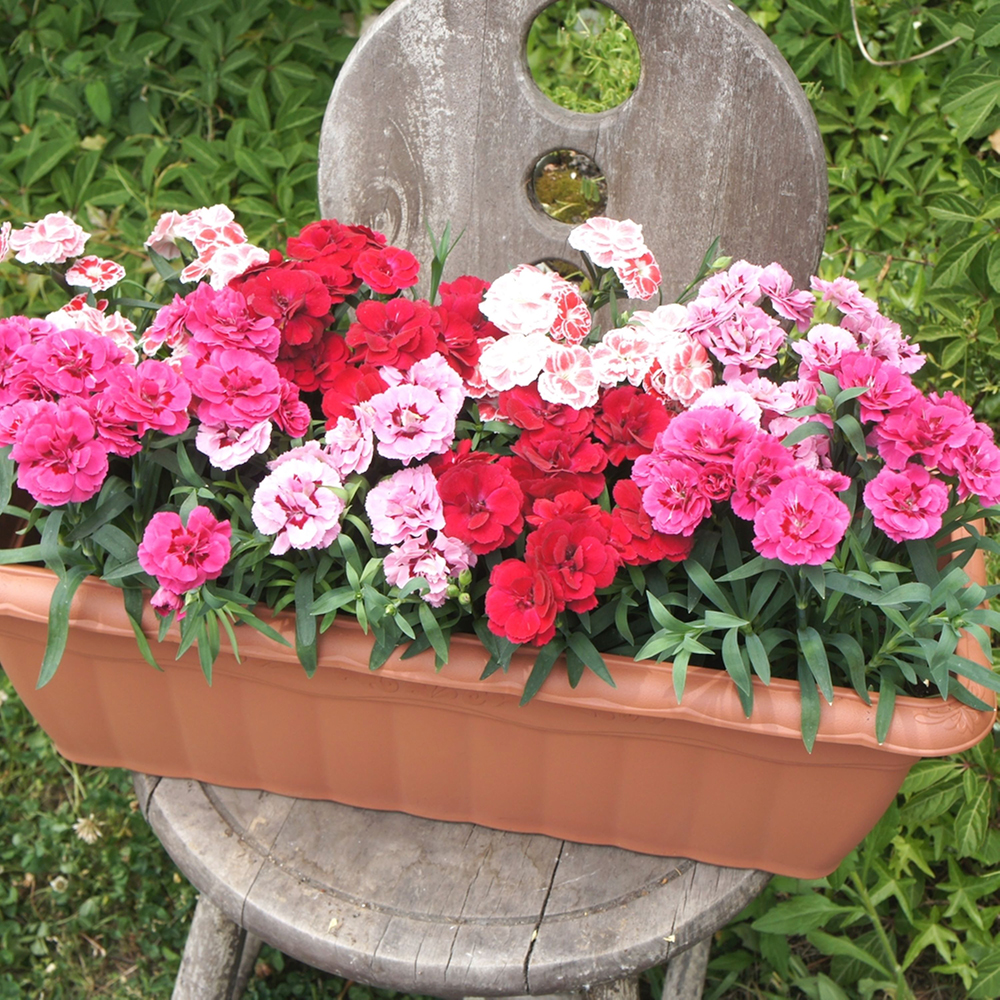 母の日届け専用 生花 鉢物 高島屋限定 カーネーション10株寄せカゴ プリティーミックス 商品詳細 高島屋オンラインストア