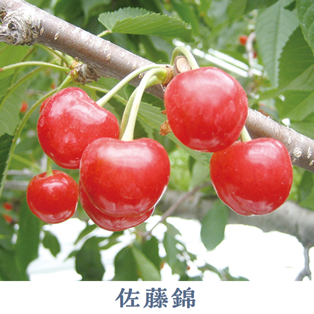 佐藤錦 約800g | 商品詳細 | 高島屋オンラインストア