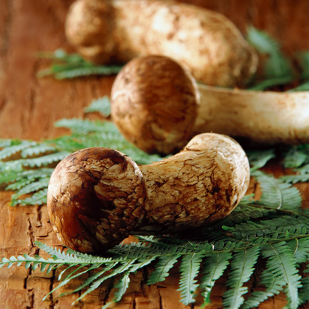 The Best Gift Wnコース 商品詳細 高島屋オンラインストア