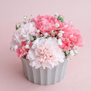 カーネーション