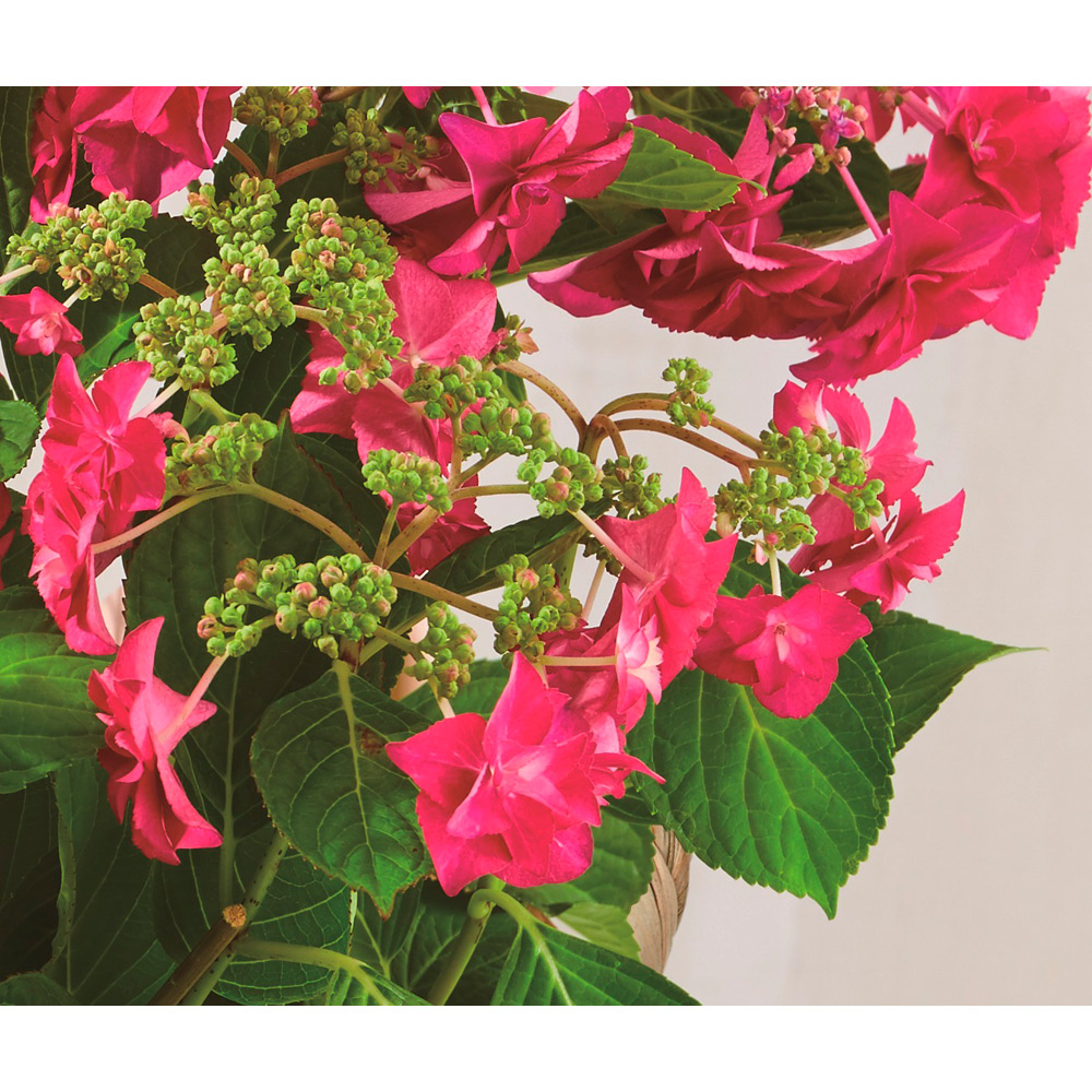 母の日】生花 アジサイ「火の鳥」 | 商品詳細 | 高島屋 母の日】生花 アジサイ「火の鳥」 | 商品詳細 | 高島屋