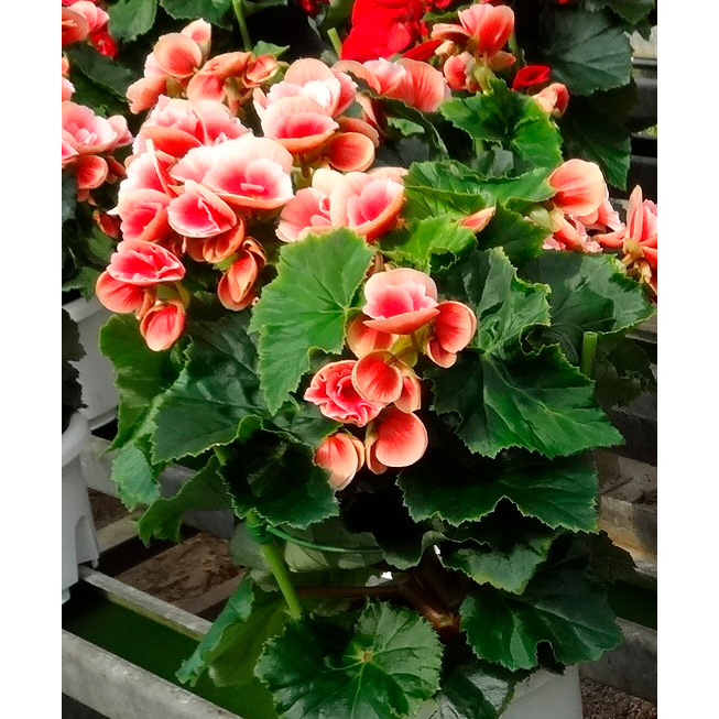 母の日】生花 ベゴニア「ボリアス」 | 商品詳細 | 高島屋 母の日】生花 ベゴニア「ボリアス」 | 商品詳細 | 高島屋