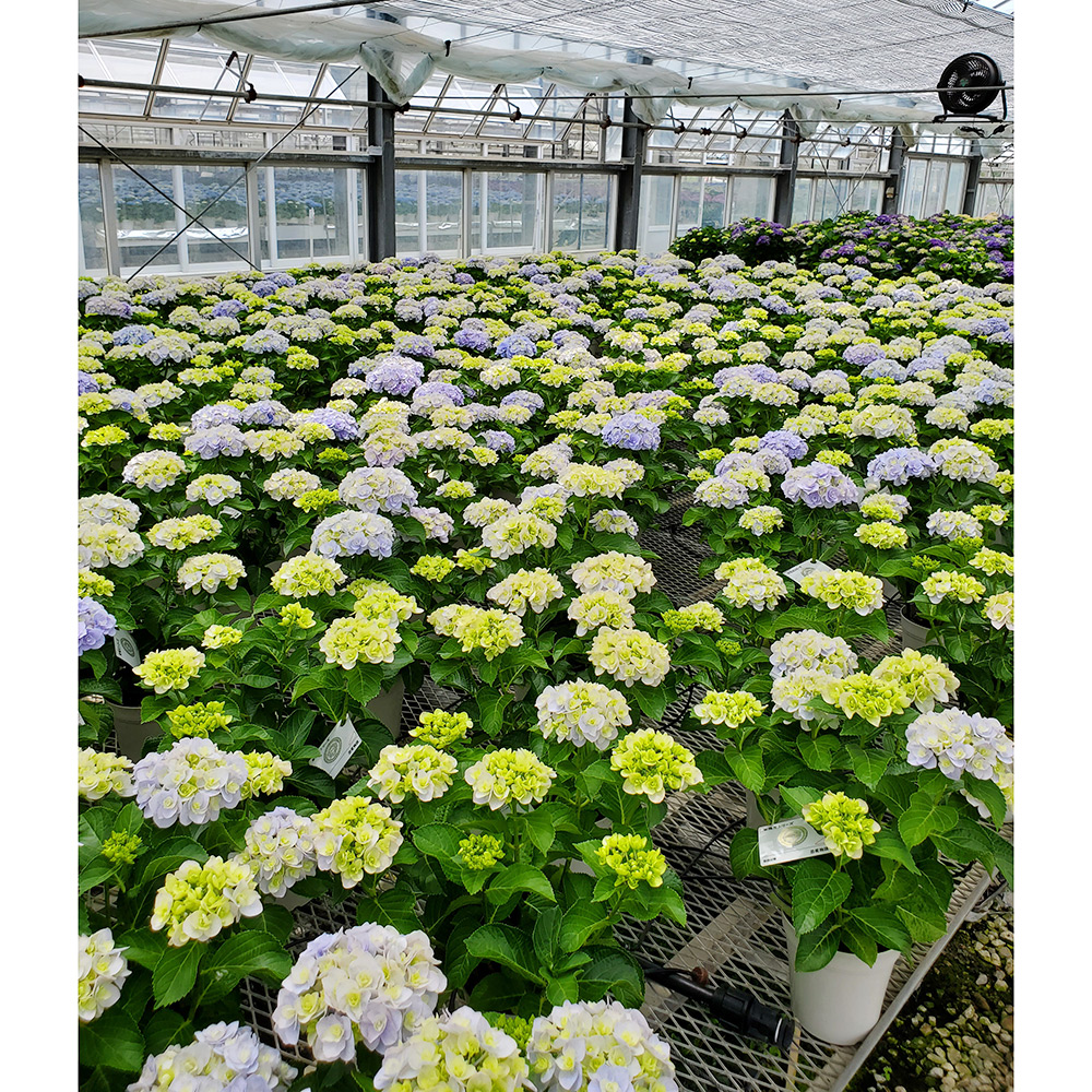 母の日 アジサイ鉢植え マジカルレボリューション レインボー 限定 母の日カード付 クレジット決済のみ Vilmeteo Es