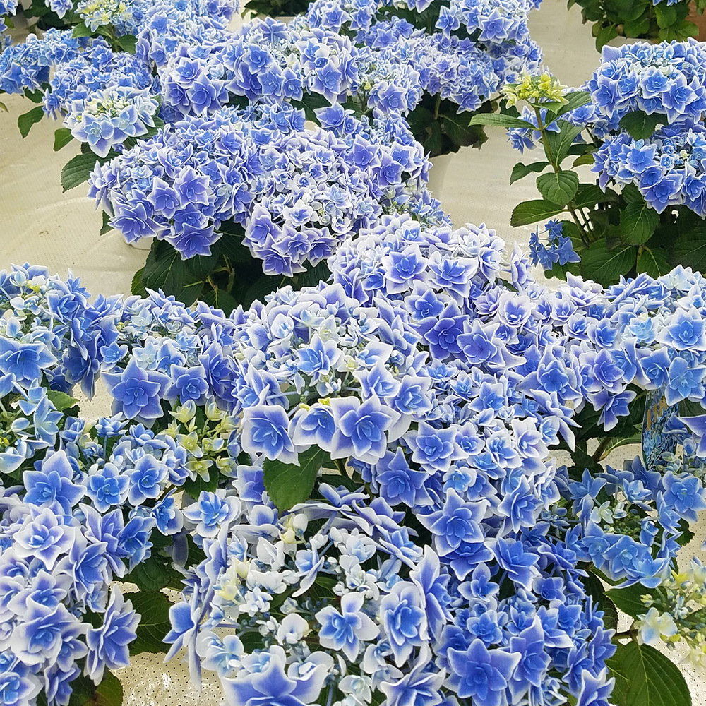 母の日届け専用 オンライン限定 生花 鉢物 アジサイ ギフト花鉢 コンペイトウ スマイル ブルー 商品詳細 高島屋オンラインストア