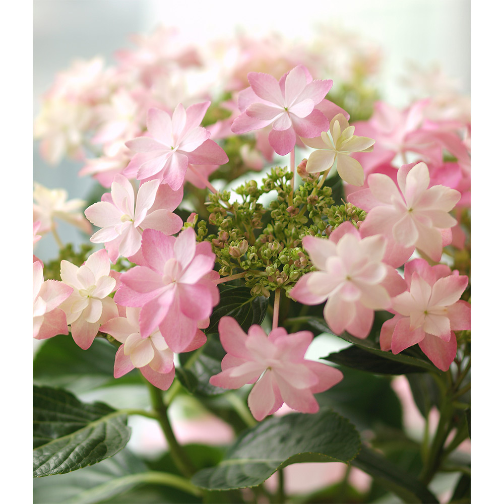 生花 星咲きあじさい ダンスパーティー 商品詳細 高島屋オンラインストア