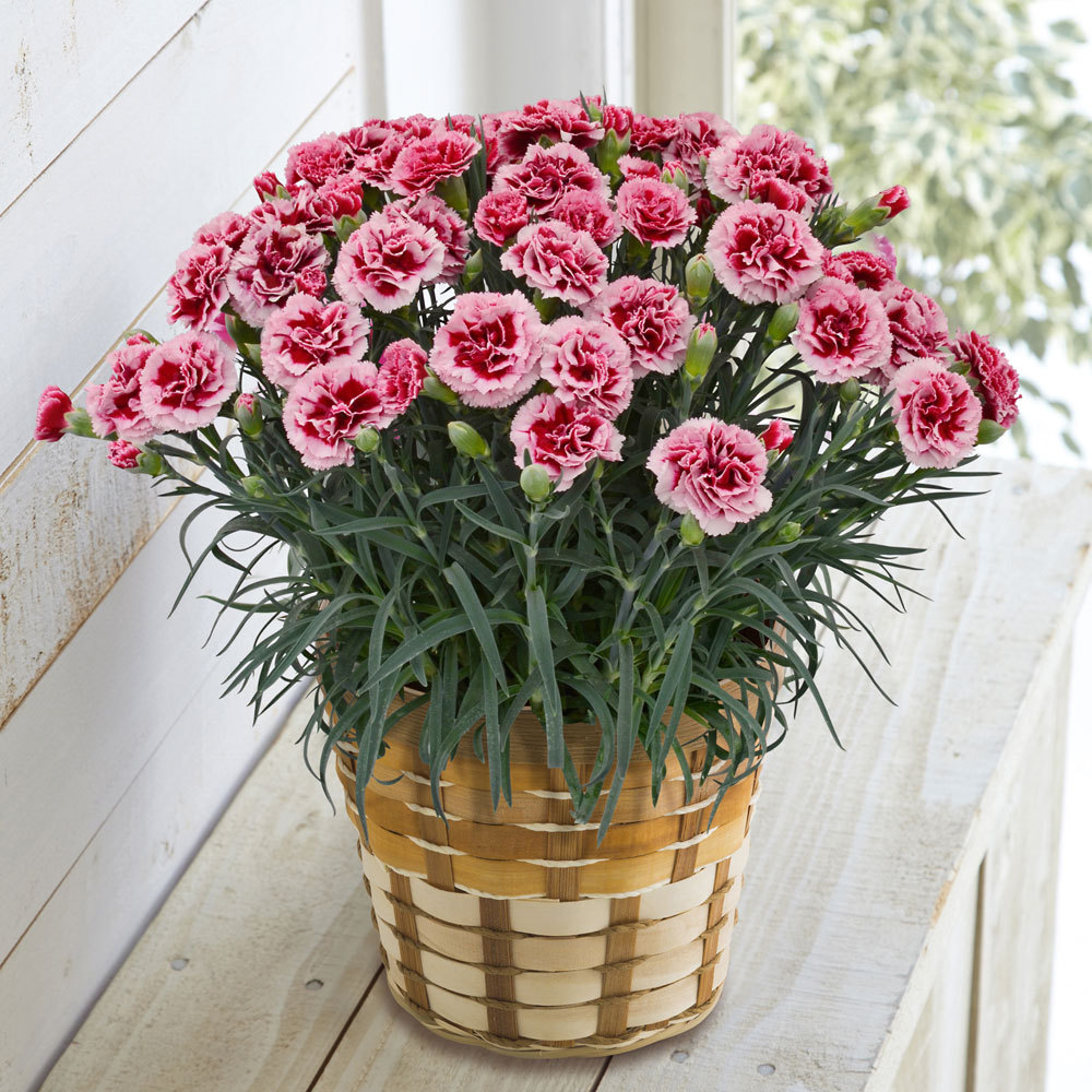 生花ﾓﾘﾋﾛｶｰﾈｰｼｮﾝ ｶｼｽﾘﾎﾞﾝ ｺﾞﾃﾞｨﾊﾞ 苺ｸｯｷｰ 商品詳細 高島屋オンラインストア