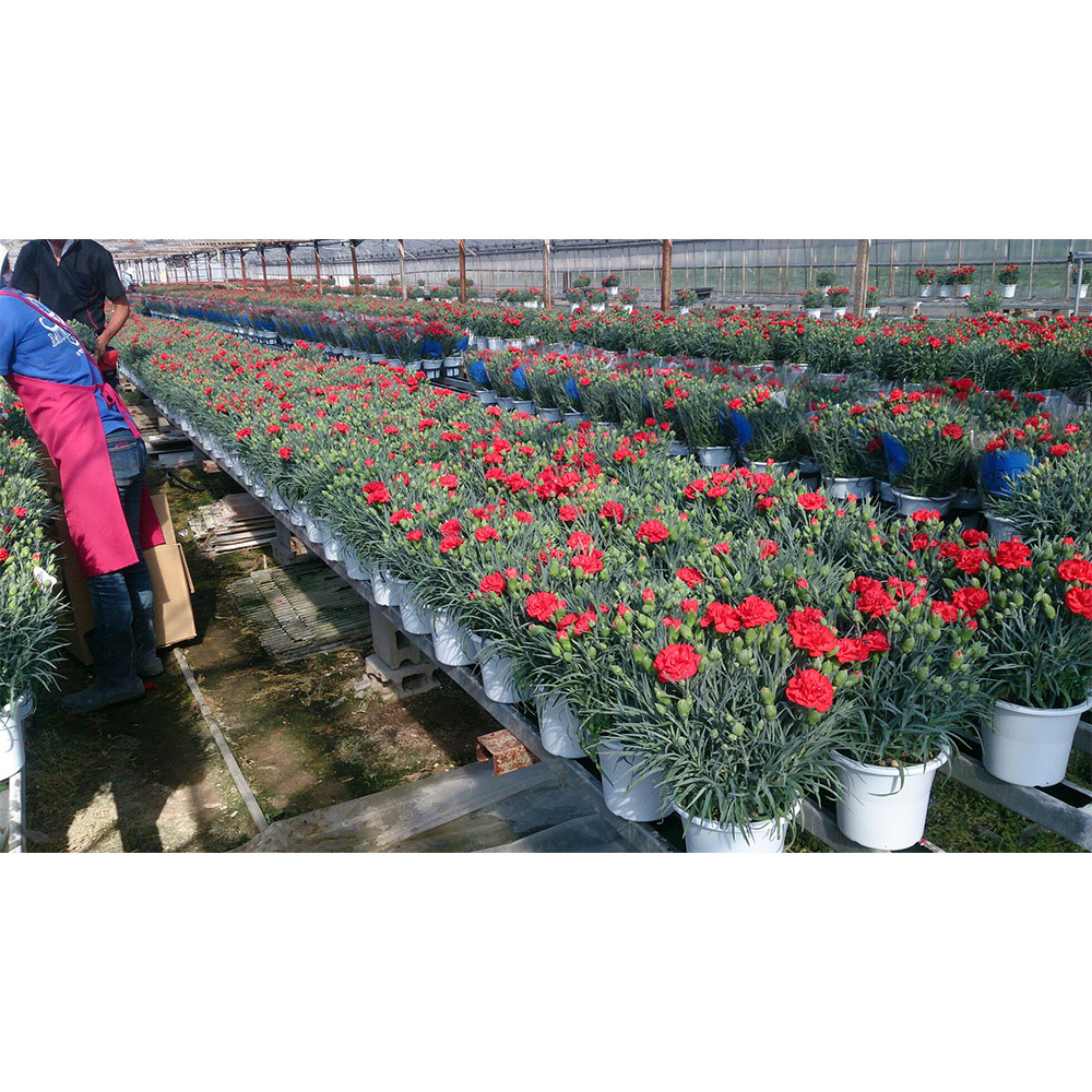 鉢植え ｶｰﾈｰｼｮﾝ ﾋﾟﾝｸ さくらもなか 商品詳細 高島屋オンラインストア