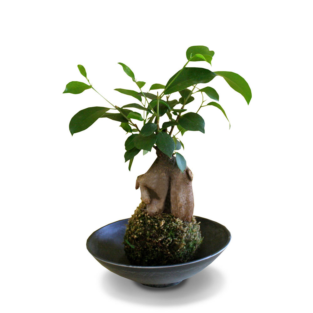 父の日ｶﾞｼﾞｭﾏﾙ苔玉とありがとうどら焼きｾｯﾄ 商品詳細 高島屋オンラインストア