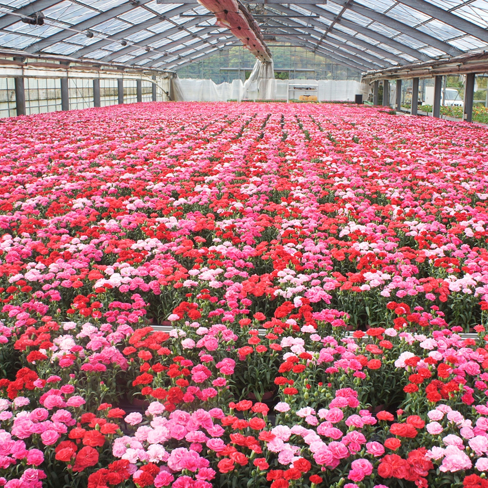 オンライン限定 生花 鉢物 ガーデンカーネーション 8株寄せカゴ オスカーミックス 商品詳細 高島屋オンラインストア