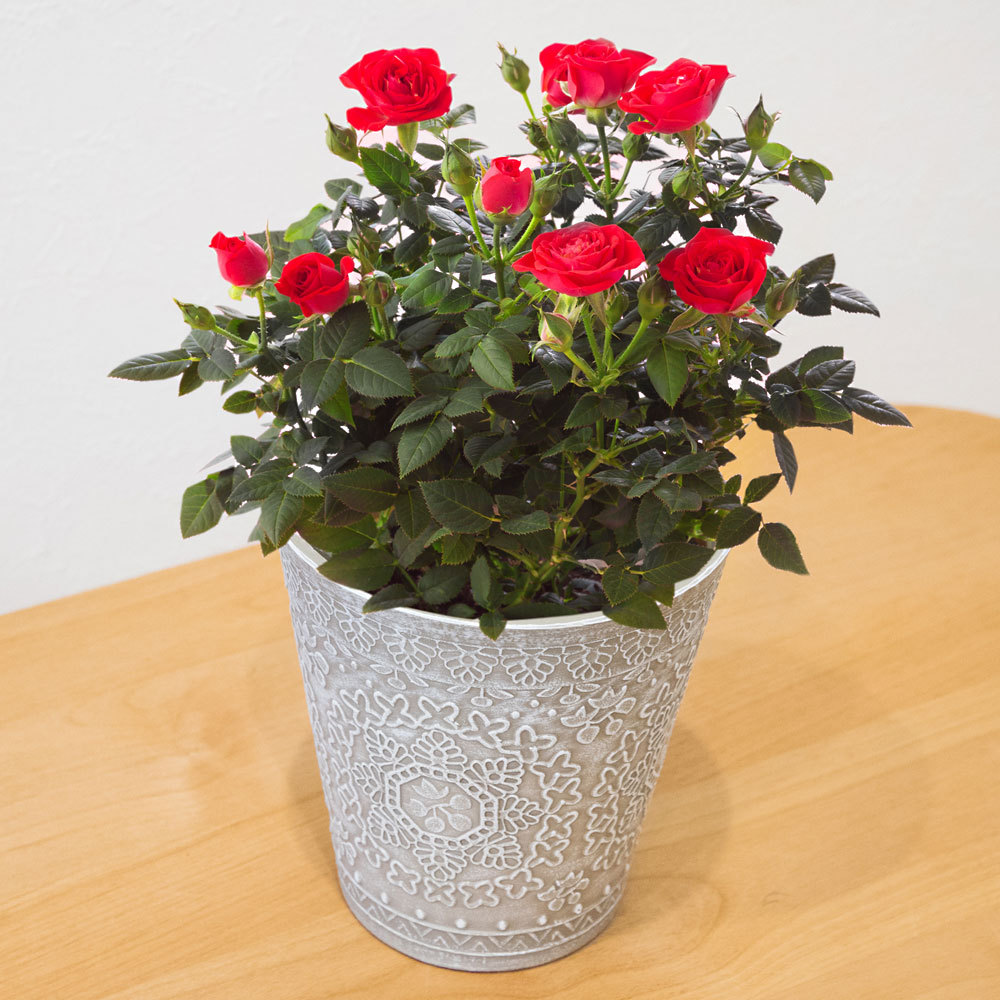 生花 ミニバラレッド ゴディバ苺クッキー 商品詳細 高島屋オンラインストア