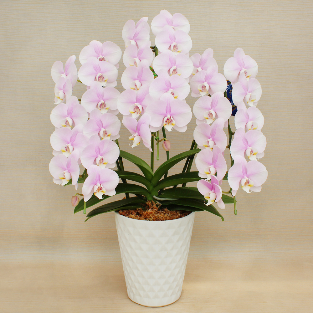 お正月を彩る生花