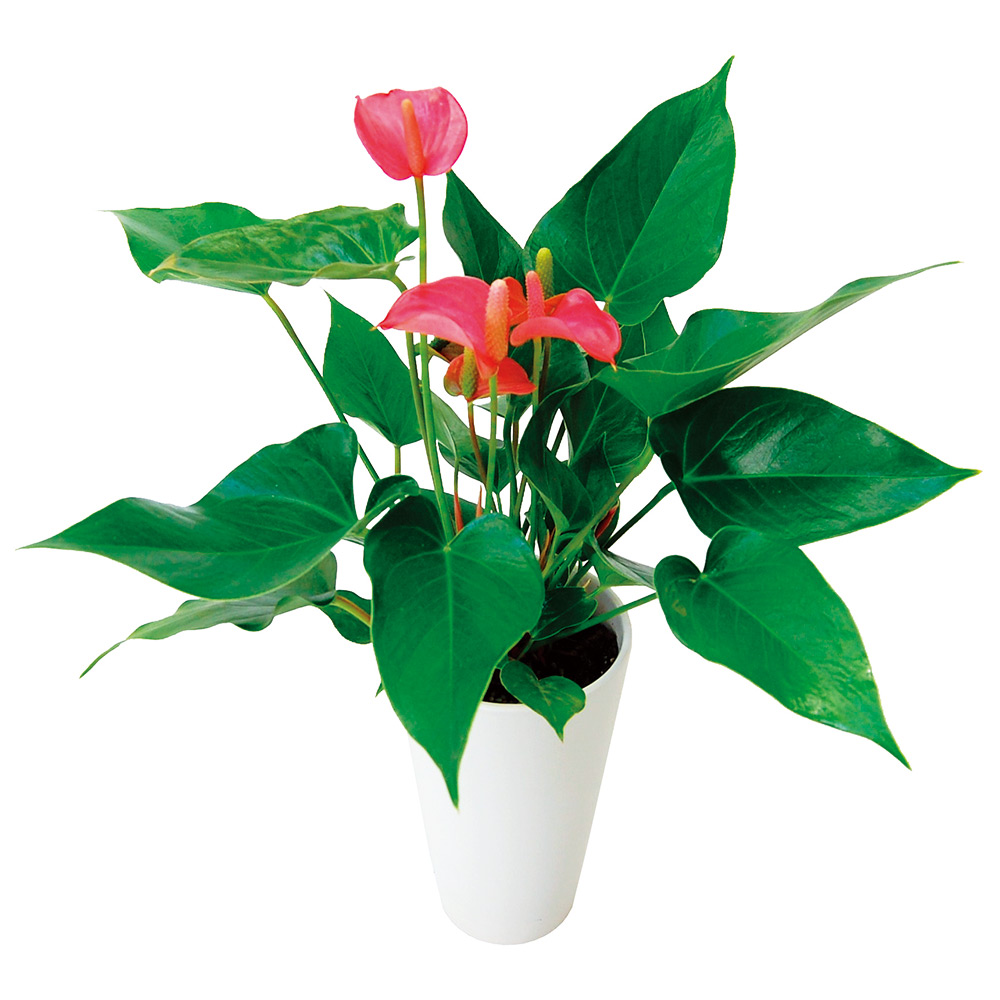 ご自宅を華やかに【生花(鉢もの)】