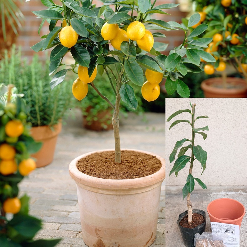 【レモンの鉢植え】隠れた人気商品