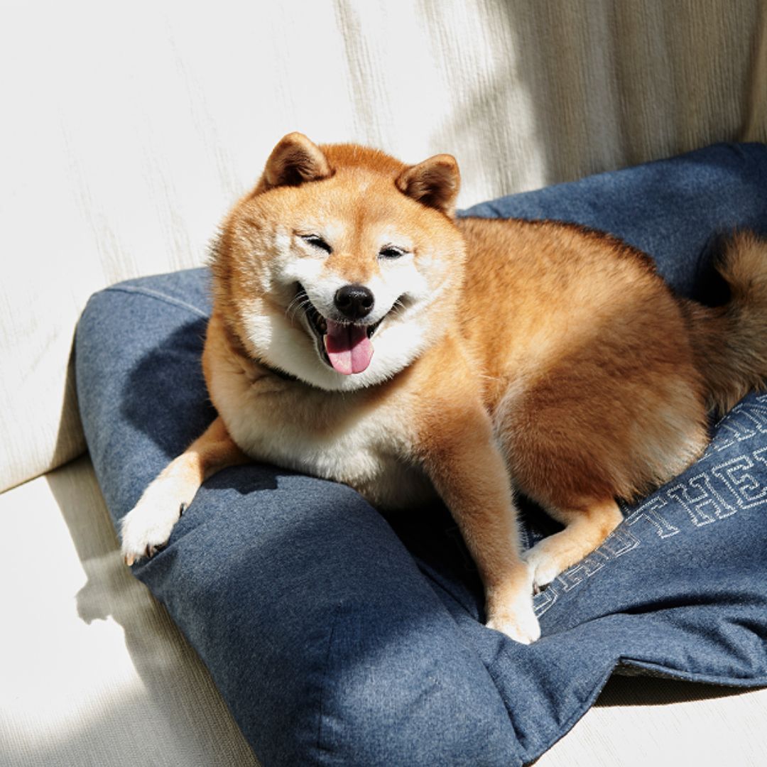 愛犬家バイヤーのいちおしペットアイテム５選