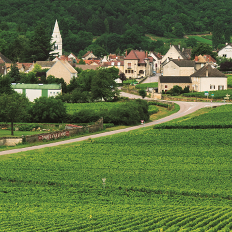 高島屋バイヤーがレポート！Domaine LEROY（ドメーヌ ルロワ）のグランクリュ畑をご紹介。