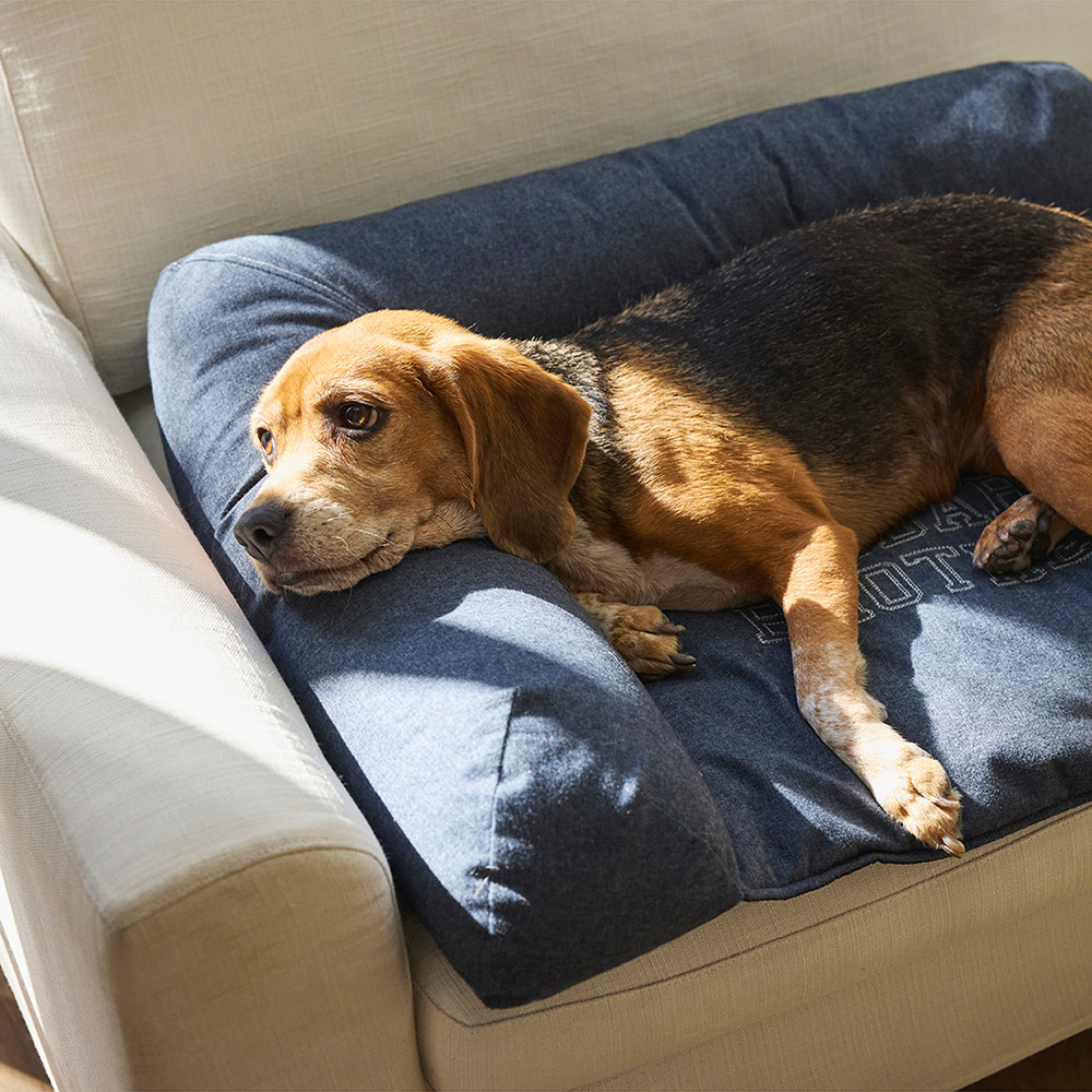 ワンちゃん向けのおしゃれグッズが新登場！