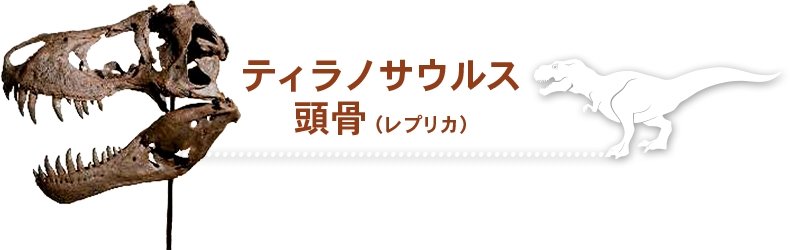 ティラノサウルス 頭骨（レプリカ）