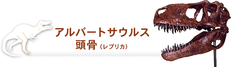 アルバートサウルス 頭骨（レプリカ）