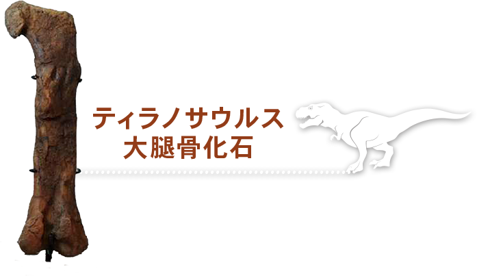 ティラノサウルス 大腿骨化石