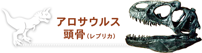 アロサウルス 頭骨（レプリカ）