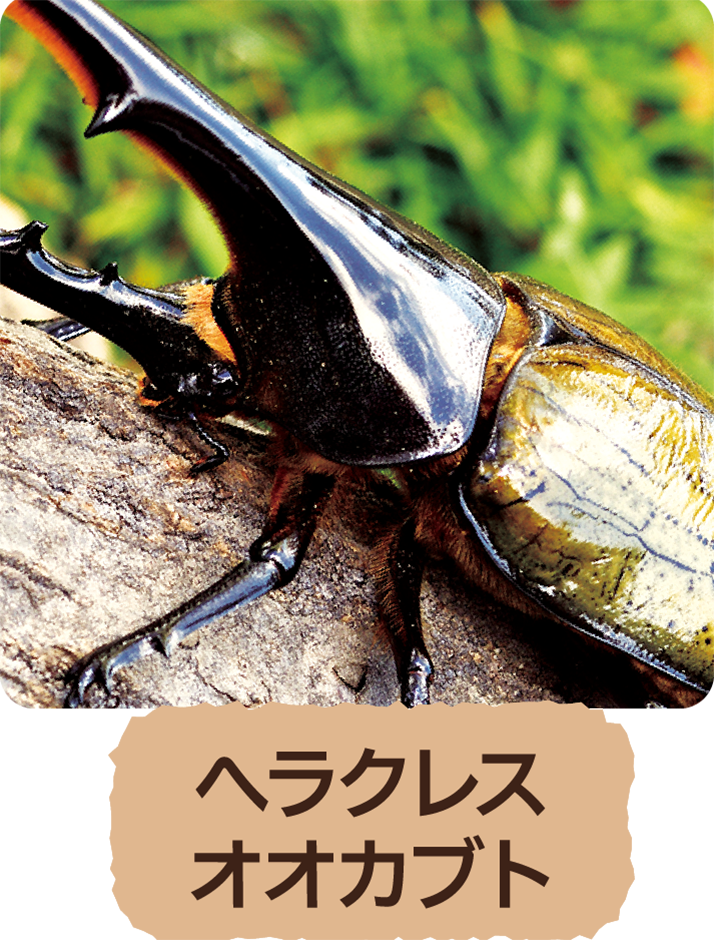ヘラクレスオオカブト
