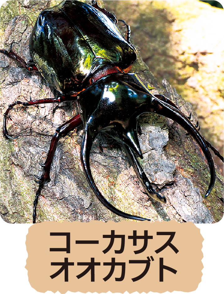 コーカサスオオカブト