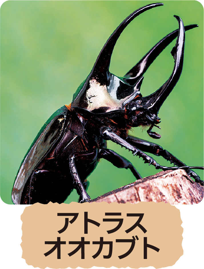 アトラスオオカブト