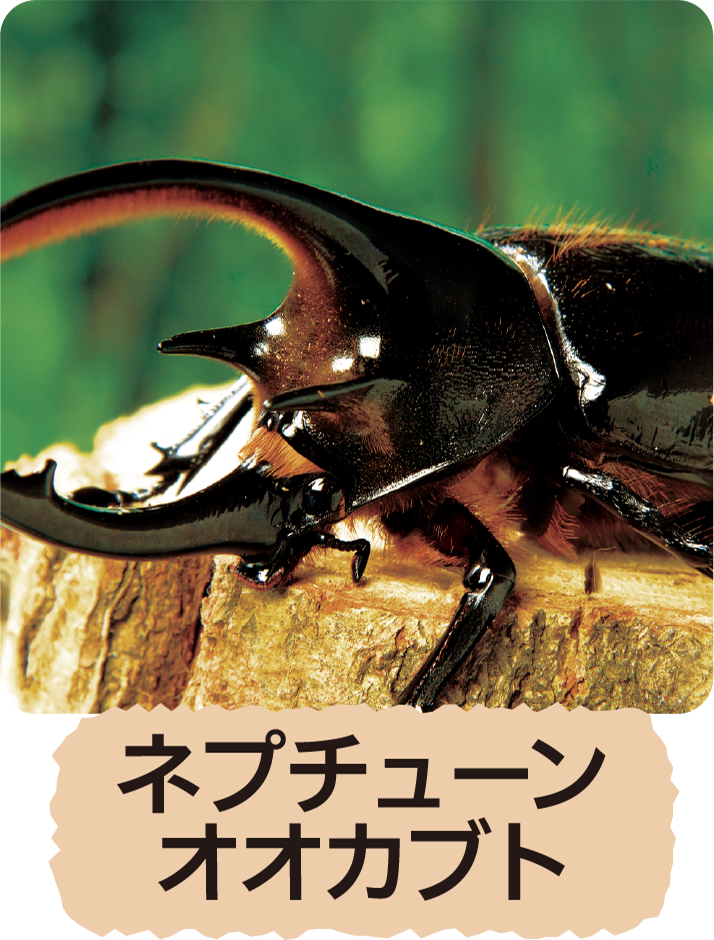 ネプチューンオオカブト
