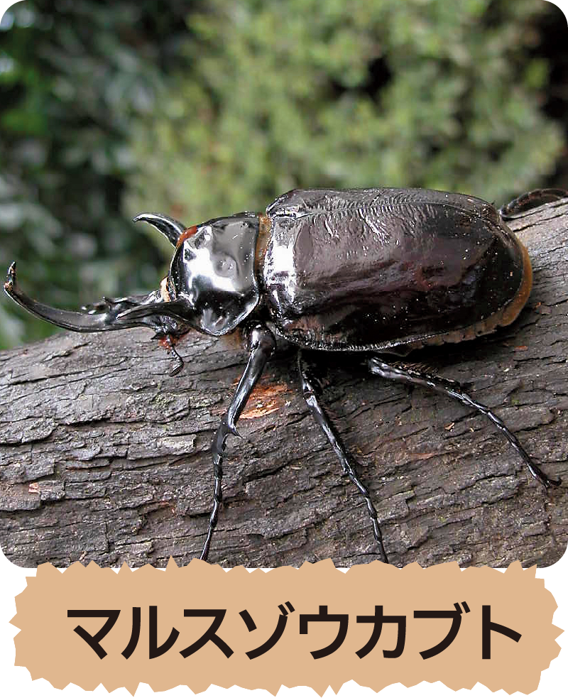 マルスゾウカブト