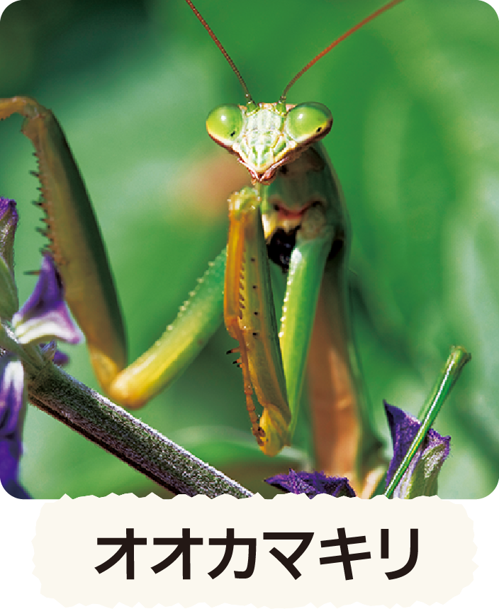 オオカマキリ