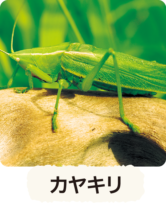 ナナフシモドキ