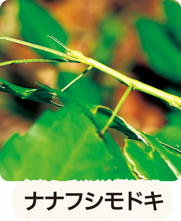 カヤキリ