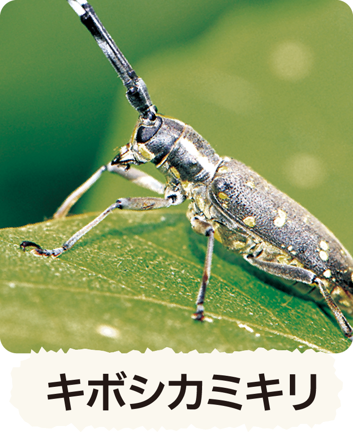キボシカミキリ