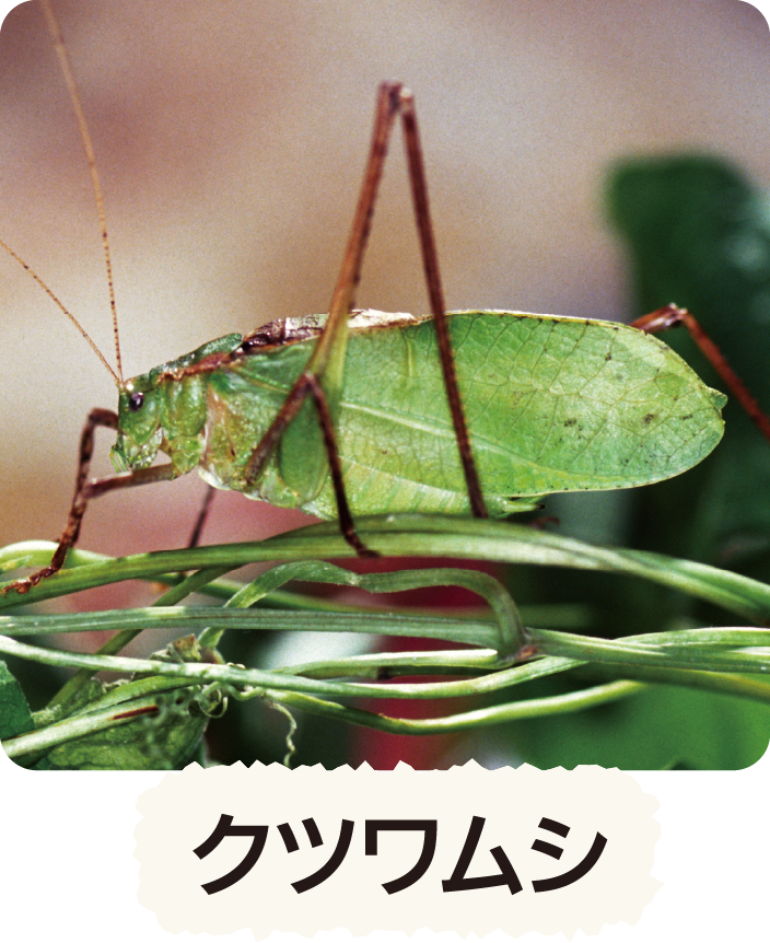 クツワムシ