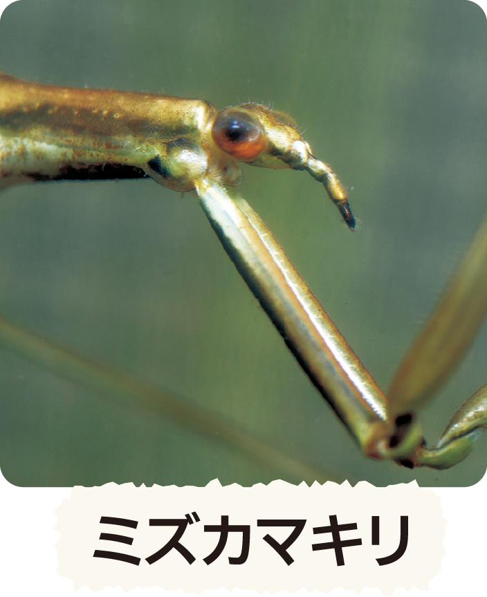ミズカマキリ