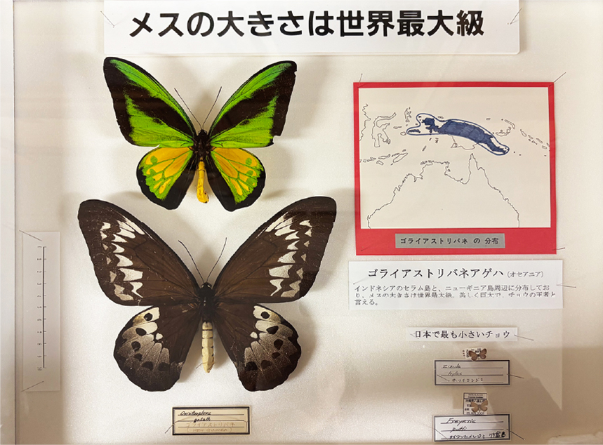 チョウの標本