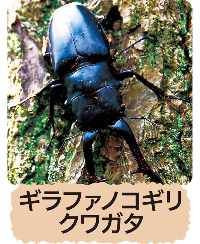 ギラファノコギリクワガタ