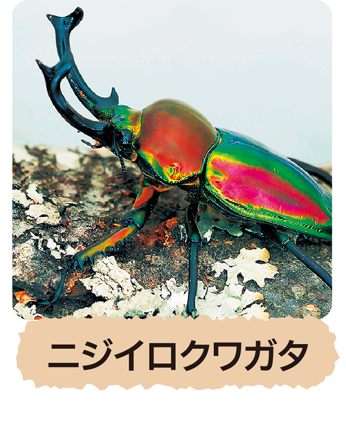 ニジイロクワガタ